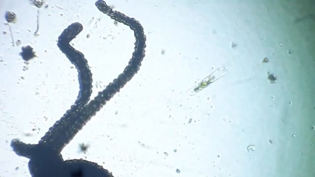 Hydra vulgaris смотреть онлайн