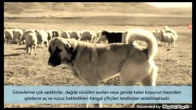 Pitbull mu kangal mı cevabı sizin bunlar gerçektir смотреть онлайн