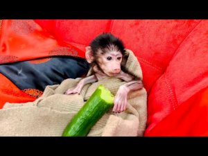 Гамадриленыш Люська ужинает ПО БОГАТОМУ!