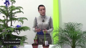 Амариллис или Гиппеаструм уход за луковицей в домашних условиях/ Amaryllis or Hippeastrum