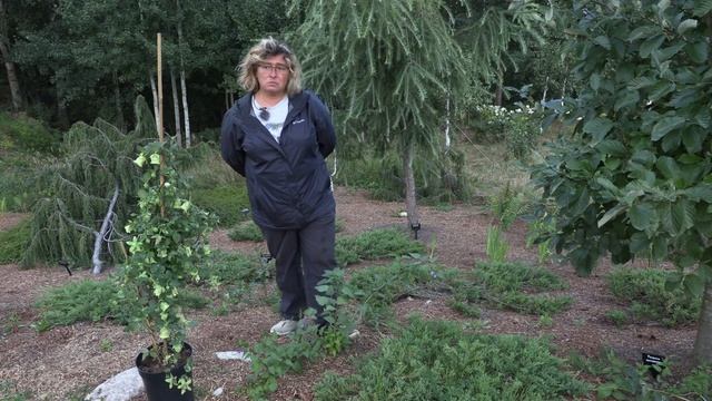 Удивительные лианы. Паслен Китагавы и Колокольник ланцетный смотреть онлайн