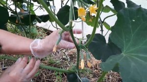 Формирование огурцов в теплице