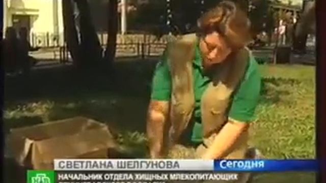 В Питерском зоопарке родились снежные барсы смотреть онлайн