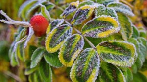 "ПАДАЮТ ЛИСТЬЯ... (А. Аверкин, В. Боков) - (Фото Валерия Воробьёва (Реброво) - Поёт Надежда Крыгина)