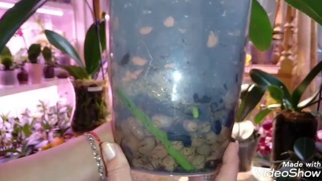 В КАКОЙ ГОРШОК ПОСАДИТЬ ОРХИДЕЮ | Обзор смотреть онлайн