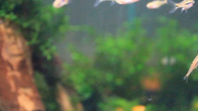 Микрорасбора светлячок (Boraras urophthalmoides) смотреть онлайн