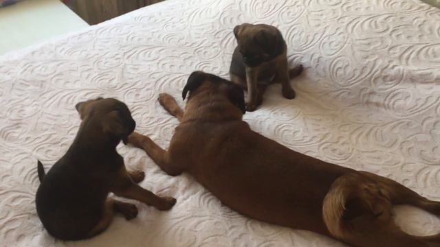 Игры щенков пти брабансонов смотреть онлайн