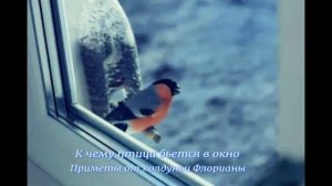 К чему птица бьется в окно, приметы