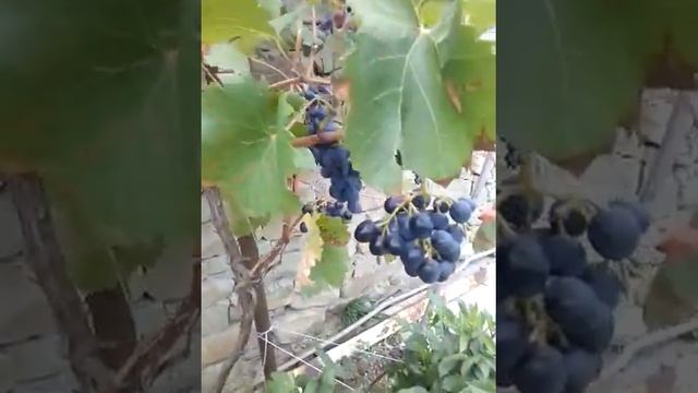 первый урожай.виноград чёрный.молдова смотреть онлайн