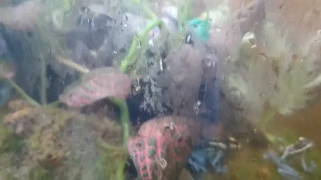 Древолаз пятнистый. смотреть онлайн