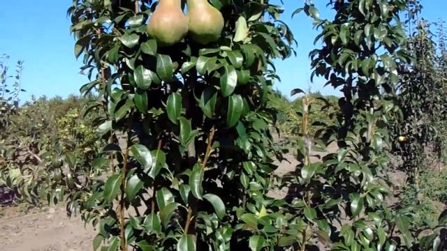 Українська ЕНЕРГООЩАДНА технологія: сорт АББАТ ФЕТЕЛЬ. Част.3. смотреть онлайн