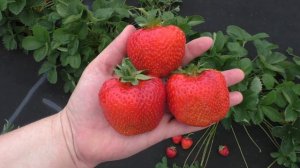 Лия сахарная Клубника