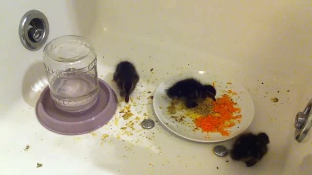 дикие утята, 4 день смотреть онлайн