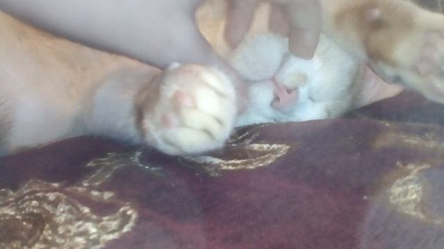 Кот Васька. смотреть онлайн