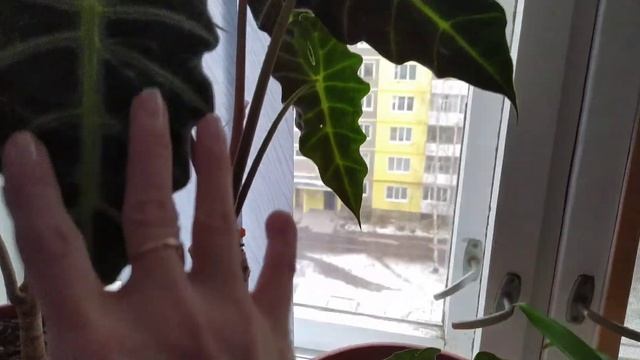 На Алокази был мучистый червец и красный клёш. Бобарола этих вредителей за 3 месяца. смотреть онлайн