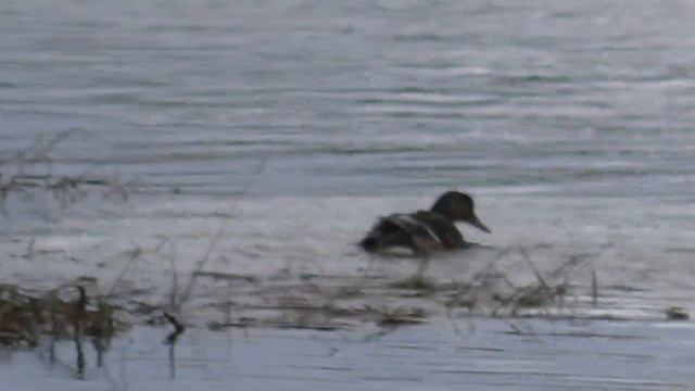 Наблюдаю за утками и рыбаком из кабины Урала... смотреть онлайн