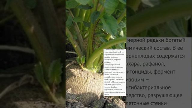 Редька черная смотреть онлайн