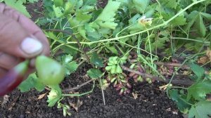 ГФ винограда Иностранец 2019