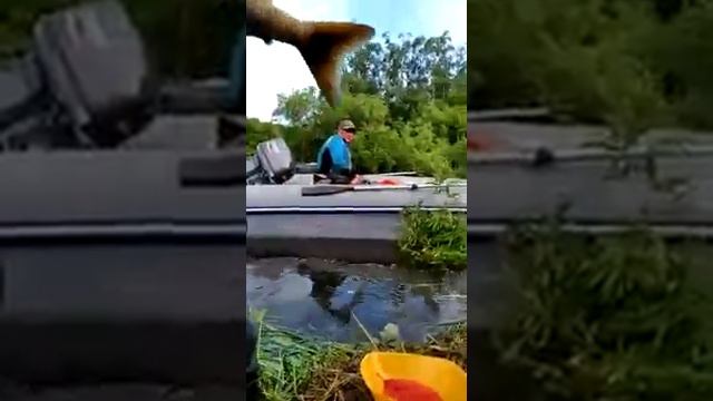 Река Пымта , Соболевский район ,60 километров от Охотского моря смотреть онлайн