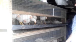 Как сделать клетку для бройлеров, размеры и материалы.