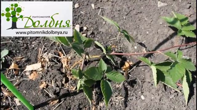 Ежевика. Советы для получения мощного урожая. Питомник Долбня. https://www.pitomnikdolbnya.ru смотреть онлайн
