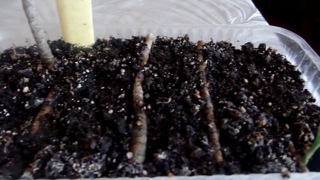 Вермикулит(перлит) или грунт? Что лучше для укоренения черенков комнатных ратений смотреть онлайн