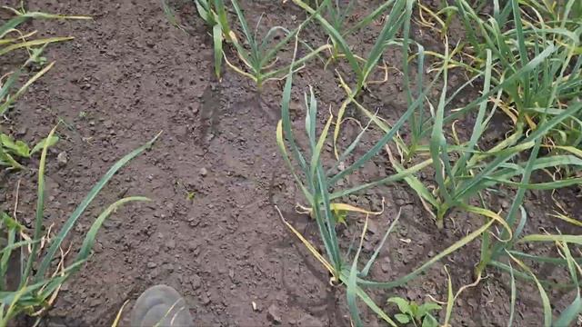 Часник що вже зробив і що планую робити. Ділюсь досвідом. Полив та скважина. Гербіцид. смотреть онлайн