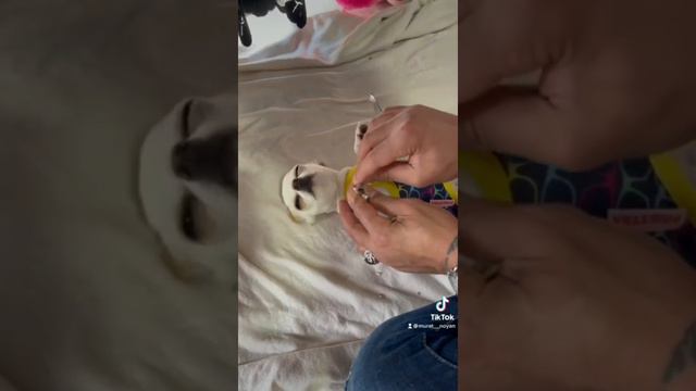 Mreviatar Tiktok Compilation/🔥 SPECIAL NIKI CHIHUAHUA #2 | Niki's (mreviatar) First Videos On Tikto