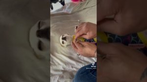 mreviatar tiktok compilation/🔥 SPECIAL NIKI CHIHUAHUA #2 | Niki's (mreviatar) first videos on tikto