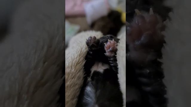 Первые дни смотреть онлайн