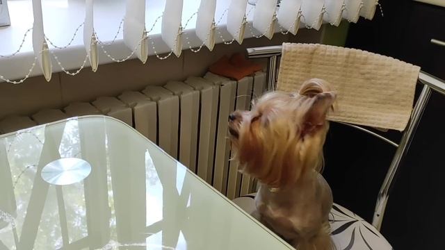 ДОМАШНИЙ ВЛОГ: МОЯ ЛЮБОВЬ ❤️ Йоркширский терьер/ Курица в луковом соусе) Орхидеи дали деток? смотреть онлайн