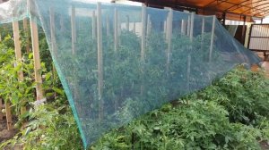 100% защита от палящего солнца ?Затеняющая сетка для спасения урожая