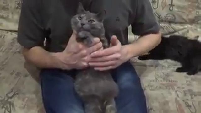 Песня про котов (автор: Влад Сухов) смотреть онлайн