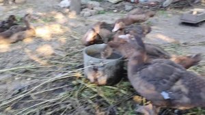 Мускусные утки тяжёлой линии   Обзор утят Индоутки Шипуны Сельская Жизнь