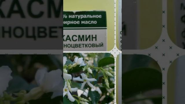 Секрет молодости: эфирное масло жасмина для уменьшения признаков старения!!! смотреть онлайн