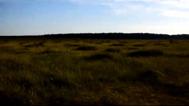 Росянки на болоте смотреть онлайн