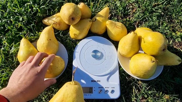 ГРУША НОЯБРЬСКАЯ смотреть онлайн