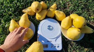 ГРУША НОЯБРЬСКАЯ