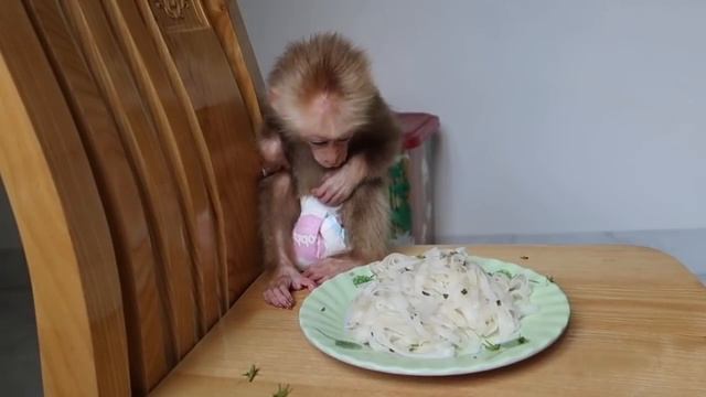 Baby Monkey Eating Pho Vietnam