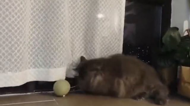 LITTLE BONITO X AMEIFU EGGSHELL CAT TOY смотреть онлайн