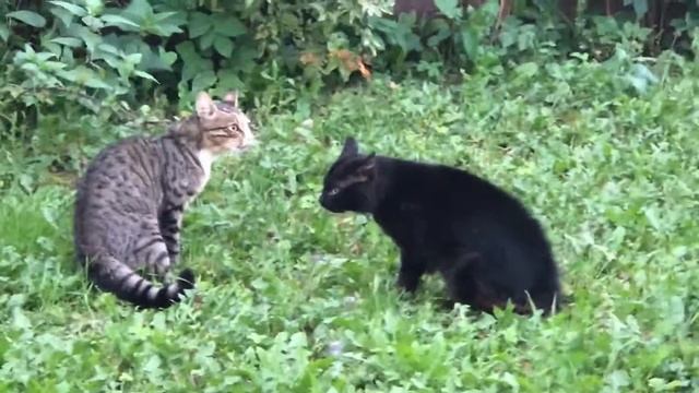Орут коты Cats