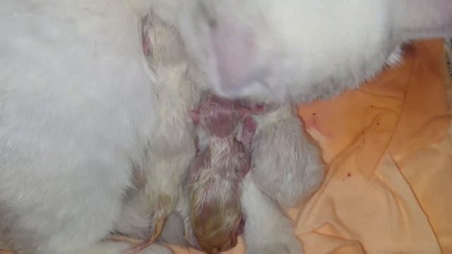 Наконец-то родили котят ) неделю переходили. сколько нас? смотреть онлайн