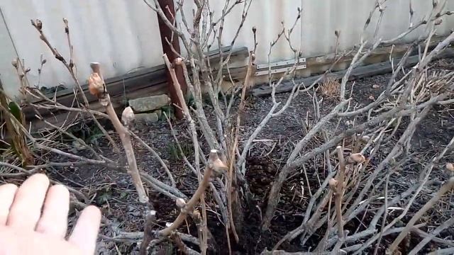 Пион древовидный срочно нуждается в таком уходе в начале марта. смотреть онлайн