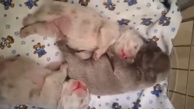 щенкам 3 дня. французький бульдог. смотреть онлайн