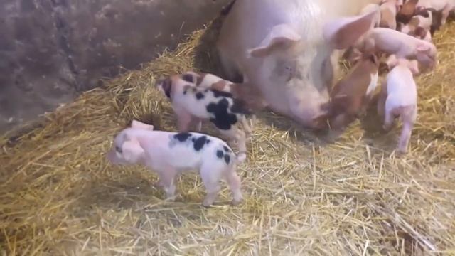 Как и чем кормить свиней [экструдированный корм] [свиноводство] смотреть онлайн