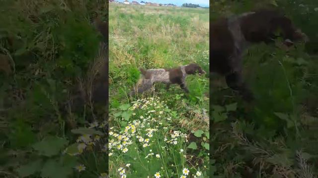 Дратхаар и Курцхаар смотреть онлайн