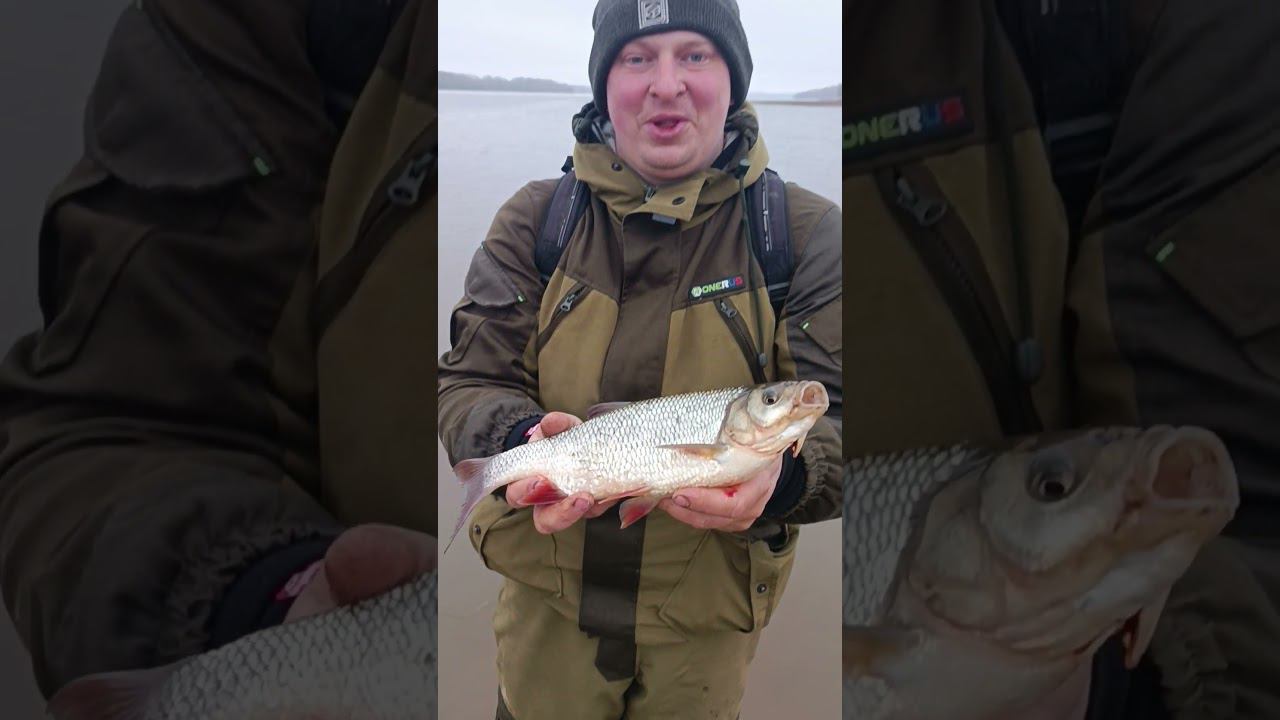 Поймал язя на Волге. Рыбалка весной. #рыбалка #shortvideo #fishing #fishingvideo #природа #весна смотреть онлайн