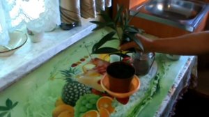 Цветок олеандр: выращивание и уход в домашних условиях.