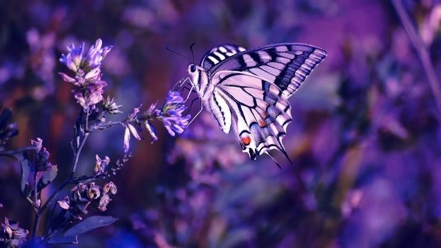 Музыка для глубокого сна смотреть онлайн