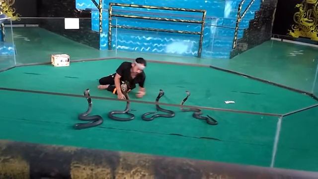 Королевская кобра смотреть онлайн